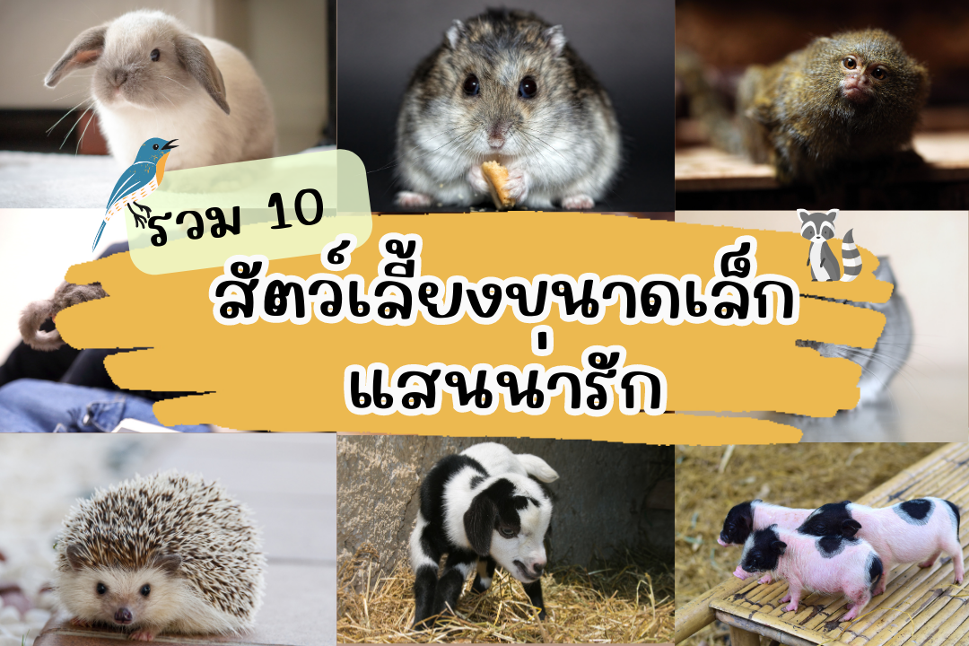 รวม 10 สัตว์เลี้ยงขนาดเล็กแสนน่ารัก - Gurudeco